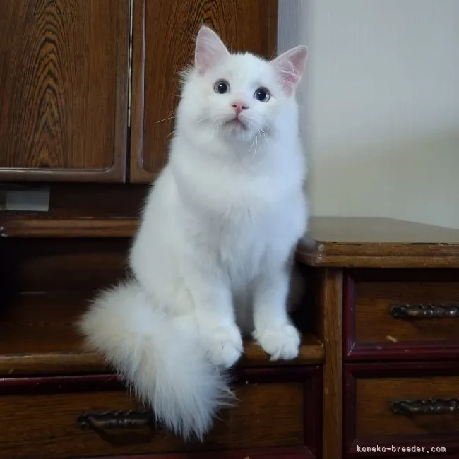 ID:2110-01125の子猫