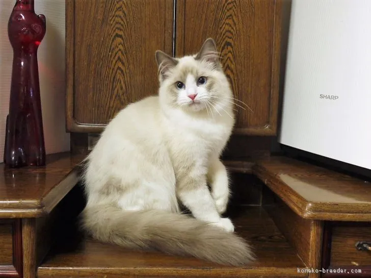 トム 様のお迎えした子猫