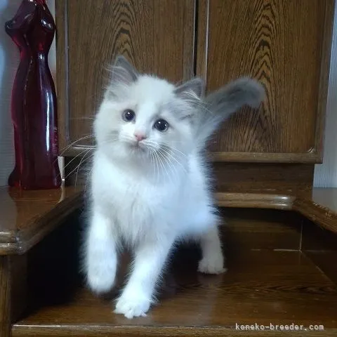 ID：2112-01998の子猫