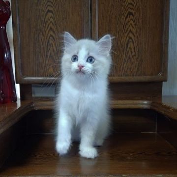 ラグドール【静岡県・女の子・2021年6月24日・ブルーリンクスポイント・バイカラー】の写真「マイペースな女の子」