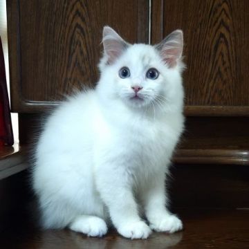 ラグドール【静岡県・女の子・2021年7月9日・ブルートーティポイント・バイカラー】の写真「甘えたな女の子」