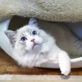 ラグドール【静岡県・男の子・2023年8月25日・ブルーリンクスポイントバイカラー】の写真1