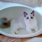 ラグドール【静岡県・女の子・2023年2月27日・ブルーポイント・バイカラー】の写真1「7/12撮影」