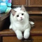 ラグドール【静岡県・女の子・2022年5月21日・ブルーポイント・バイカラー】の写真1「9/5撮影」