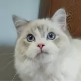 ラグドール【静岡県・男の子・2023年8月25日・ブルーリンクスポイントバイカラー】の写真4