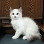 ラグドール【静岡県・女の子・2018年6月29日・ブルーポイント・バイカラー】の写真4「１０/１１撮影」