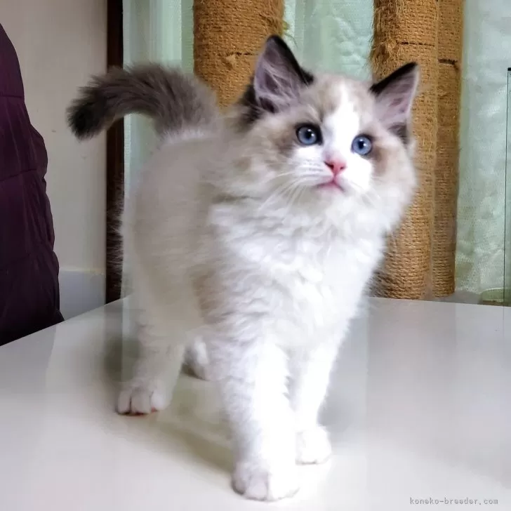 ID:2505-00949の子猫