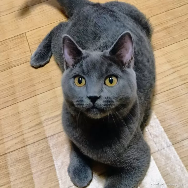 ID:2507-02469の子猫