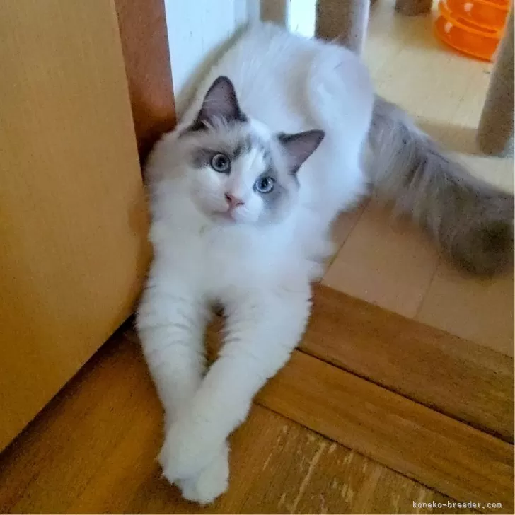 ID：2501-01820の子猫