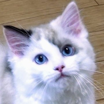 ラグドール【静岡県・女の子・2025年2月22日・シールトーティポイント・バイカラー】の写真「遊び好きな女の子」