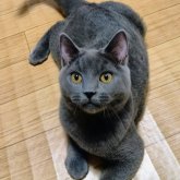 シャルトリュー