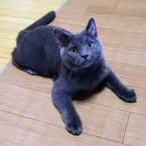 シャルトリュー