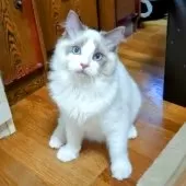 ラグドール【静岡県・男の子・2024年8月15日・ブルーポイント・バイカラー】の写真8