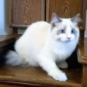 ラグドール【静岡県・男の子・2024年8月15日・ブルーポイント・バイカラー】の写真9