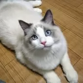 ラグドール【静岡県・男の子・2024年8月15日・ブルーポイント・バイカラー】の写真4