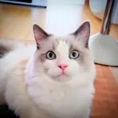 ラグドール【静岡県・男の子・2024年8月15日・ブルーポイント・バイカラー】の写真2