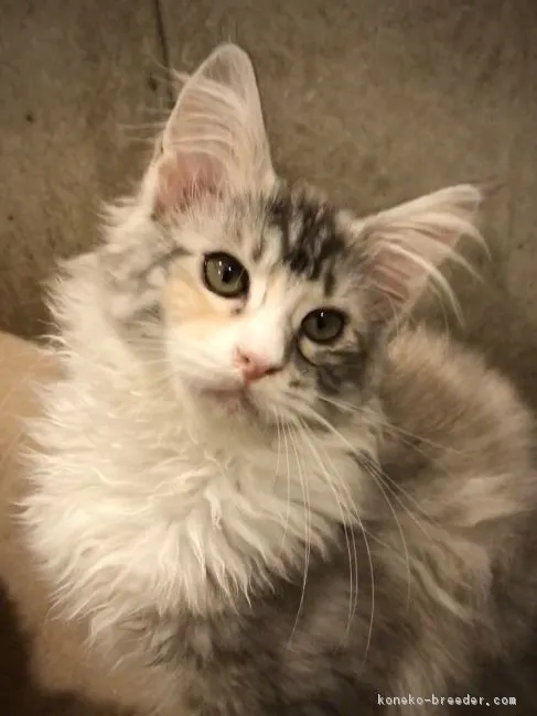 ID：1902-00808の子猫