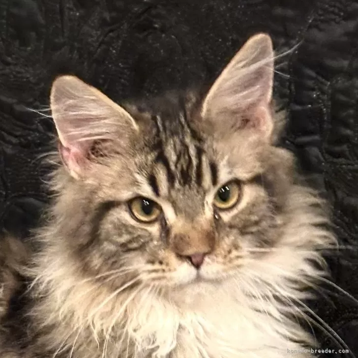 ID:2312-02849の子猫