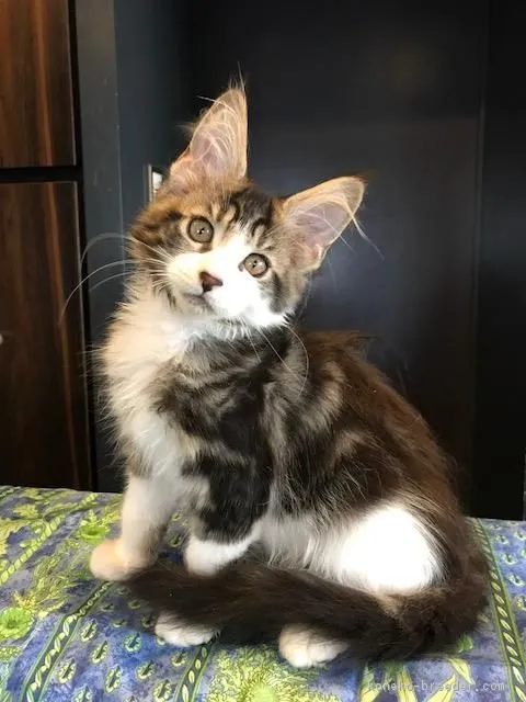ID:1708-00697の子猫