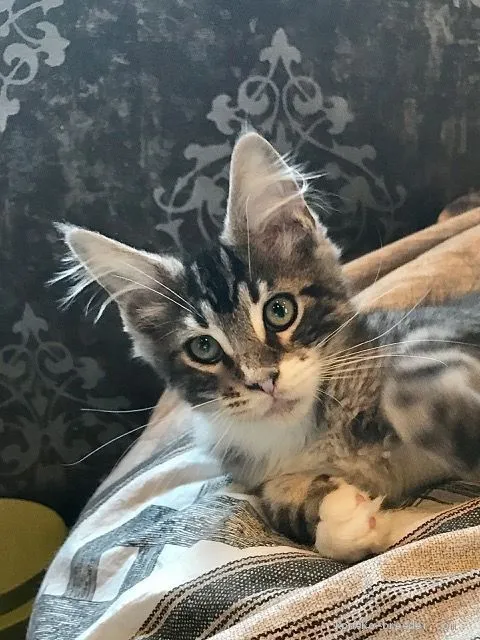 sk 様のお迎えした子猫