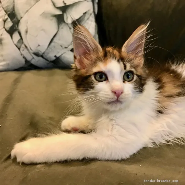 ID：1908-00811の子猫