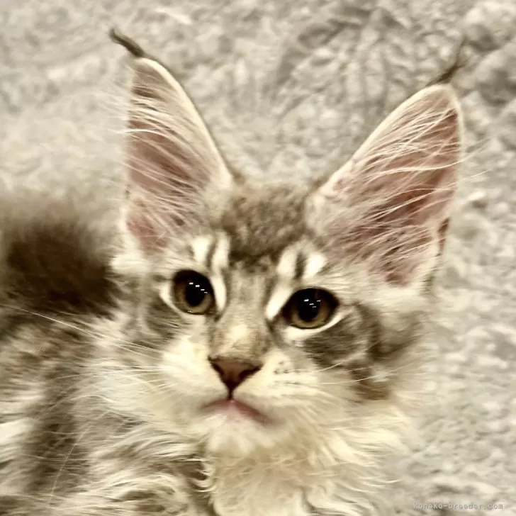 ID:2408-00322の子猫