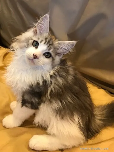ID:1906-00549の子猫