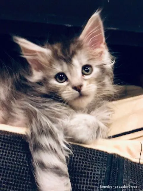 ID：1902-00534の子猫