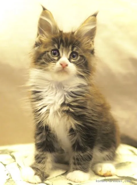 ID：2103-01294の子猫