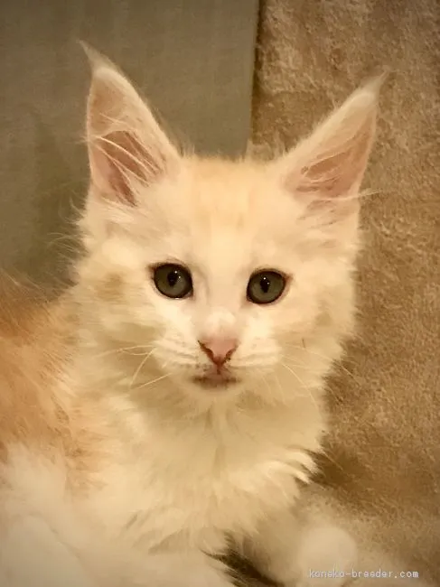 ID：2009-01457の子猫