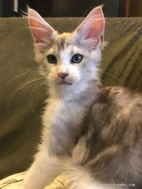 ID：1906-00552の子猫
