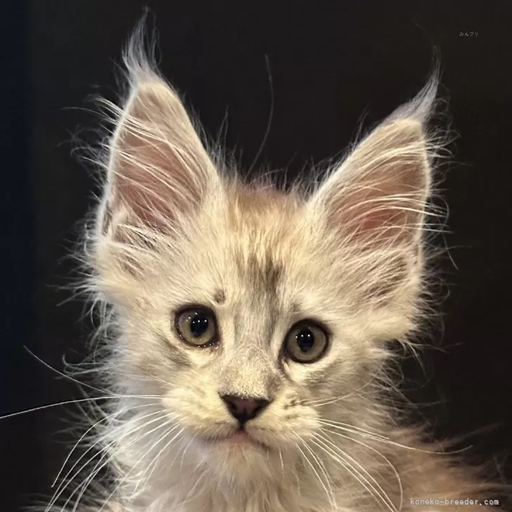 ID：2408-00323の子猫