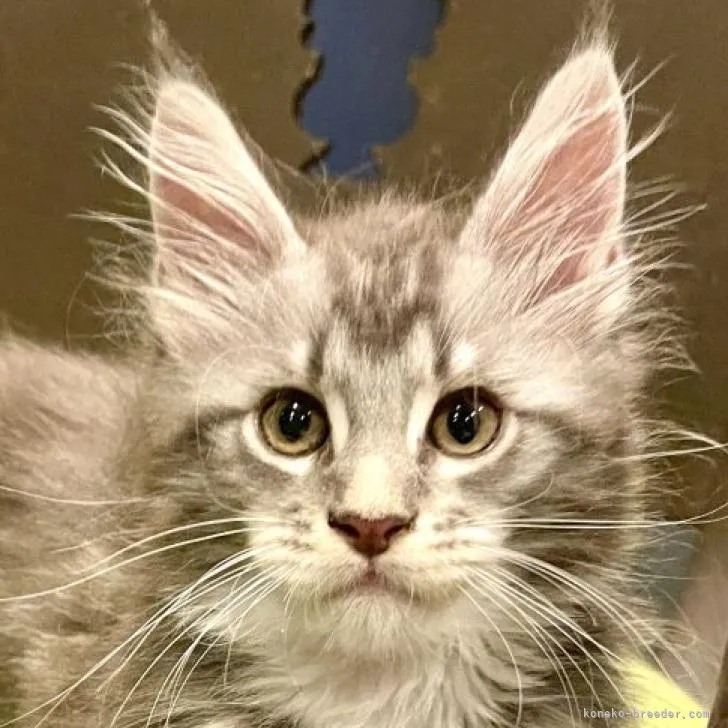 ID:2207-02842の子猫