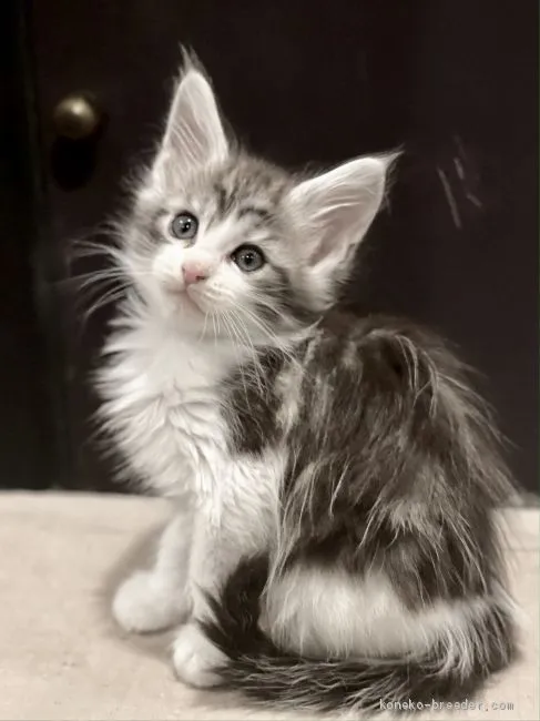 ID:2101-01550の子猫