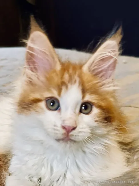 ID：2106-02156の子猫