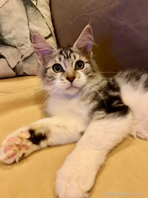 ID：1908-00509の子猫