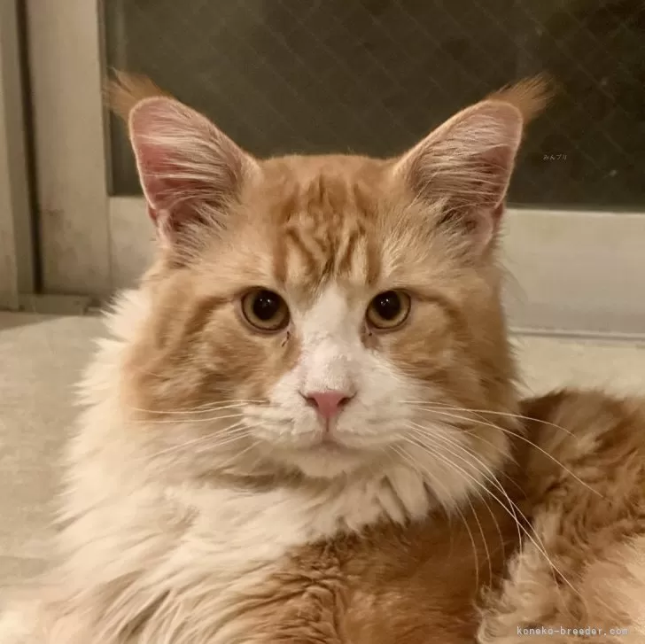 ID：2410-02308の子猫