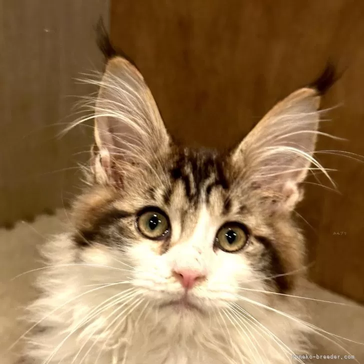 ID:2312-02564の子猫