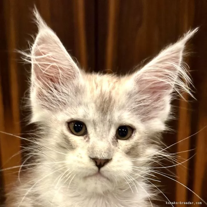 ID:2408-02052の子猫
