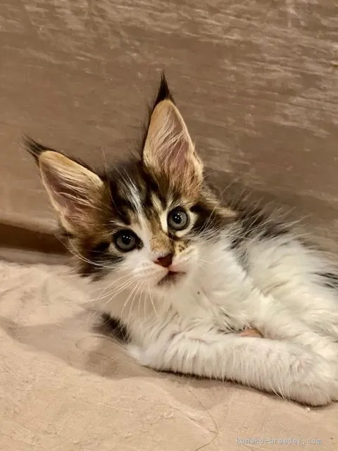 ID:2101-01508の子猫