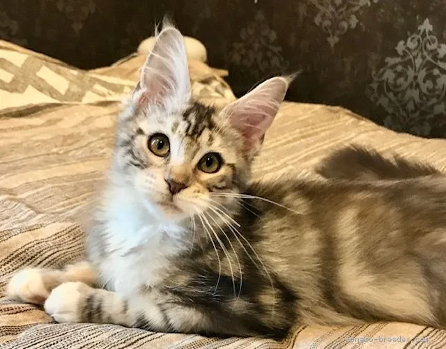 ID：2008-00945の子猫