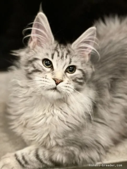 ID:2112-00432の子猫