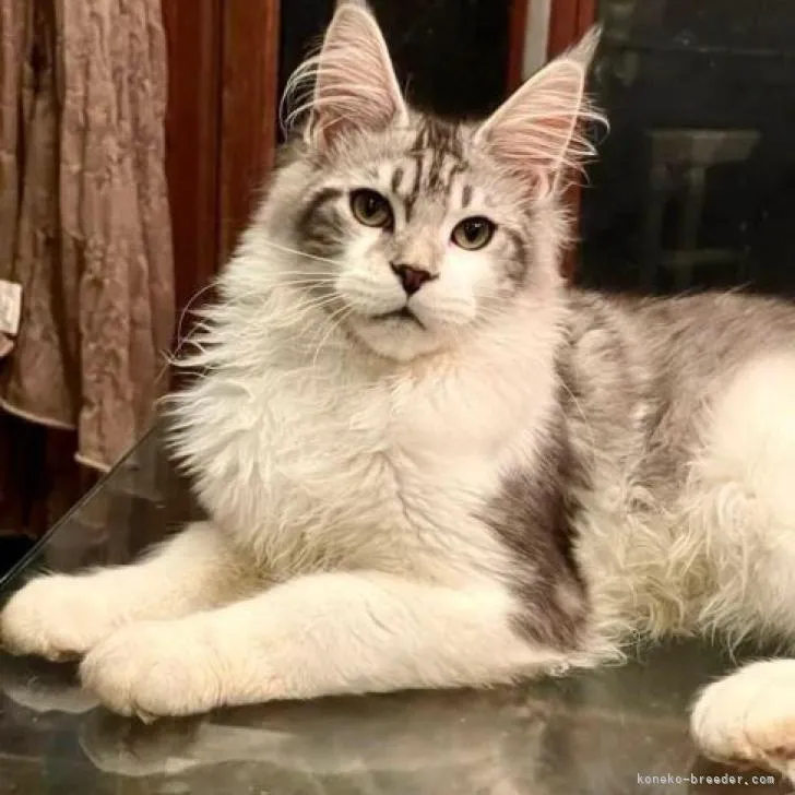 ID：2207-00989の子猫