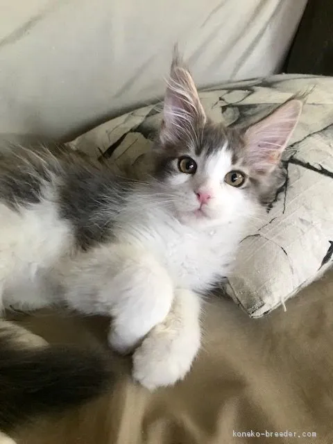 ムーママ 様のお迎えした子猫