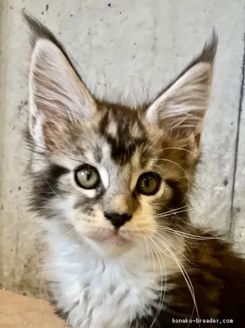 ID:1911-00308の子猫