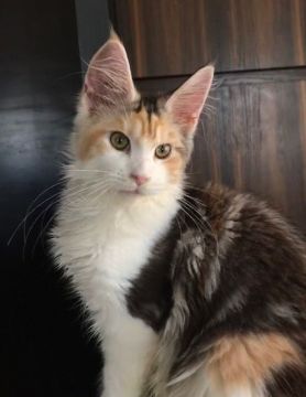 メインクーン【東京都・女の子・2018年5月27日・シルバーパッチドタビーアンドホワイト（柔らかくてシルキーな毛質）】の写真「コートカラーの美しい気品のある女の子です。」