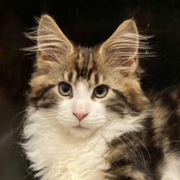 メインクーン【東京都・男の子・2022年3月3日・ブラウンタビーアンドホワイトきれいな】の写真「とても美しいタイプの良い子です」