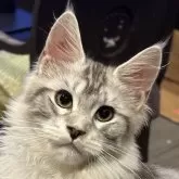 メインクーン【東京都・女の子・2024年5月30日・シルバータビーアンドホワイト】の写真1「ワイルドだけど、その中にスイートさもある顔立ちをしています。」