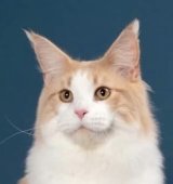 メインクーン【・男の子・2021年4月21日・CREAM TABBY AND WHITE】