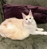 メインクーン【東京都・男の子・2025年3月3日・カメオタビーアンドホワイト】の写真12